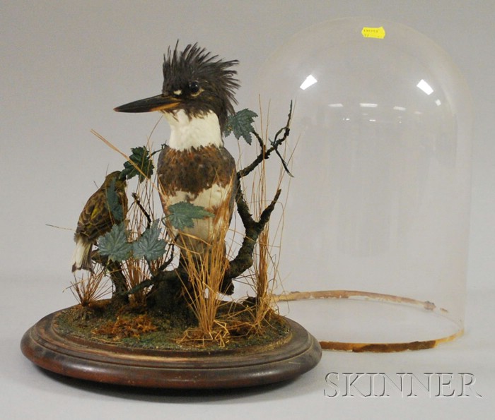 Appraisal: Late Victorian Kingfisher under a Glass Dome ht in