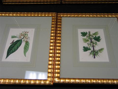 Appraisal: Eight handcolored copper engravings of botanicals by Syd Edwards London