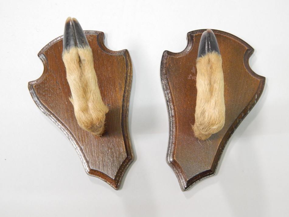 Appraisal: A pair of taxidermied deers hoof coat hooks each on