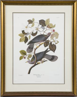 Appraisal: After John James Audubon American - Band-Tailed Pigeon limited edition