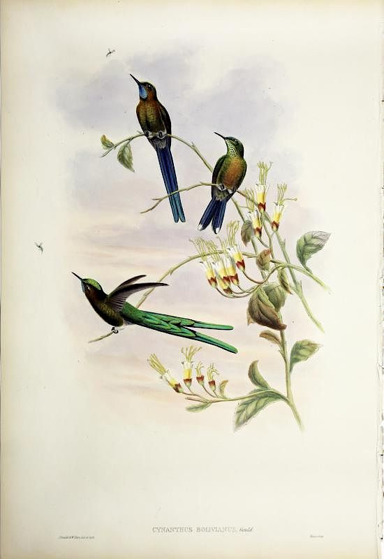 Appraisal: Beautiful Hand Colored Lithographs of Hummingbirds by Gould Cynanthus Bolivianus