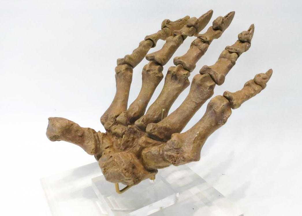 Appraisal: CAVE BEAR SKELETON PAW SCULPTURE raised on square Lucite base