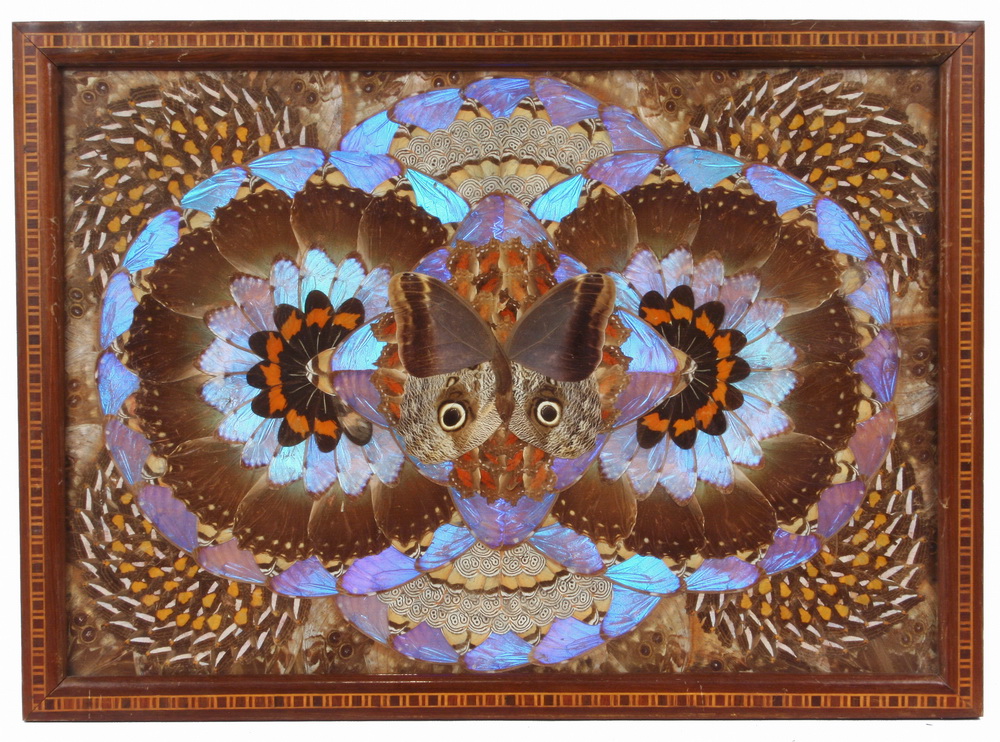 Appraisal: BUTTERFLY WING ASSEMBLAGE - Framed in a fine marquetry molding