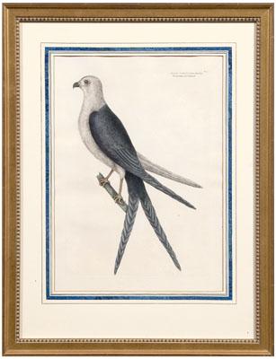 Appraisal: Mark Catesby engraving British - quot The Swallow Tail Hawk