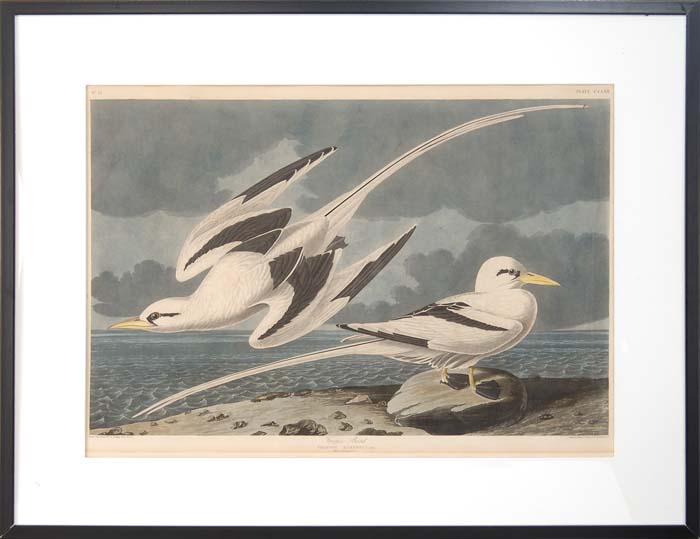 Appraisal: AFTER JOHN JAMES AUDUBON American - TROPIC BIRD PHAETON ATHEREUS