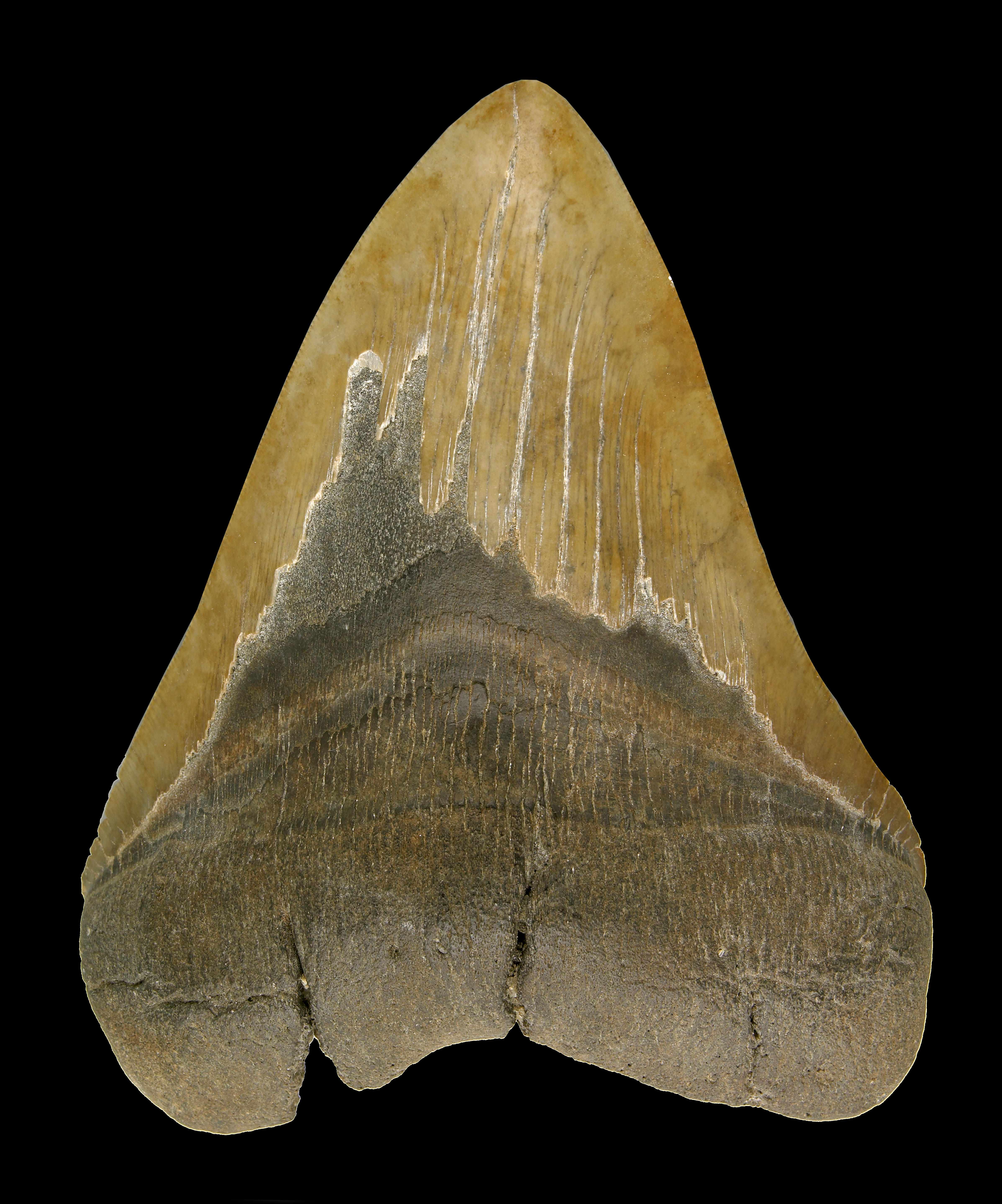 Appraisal: Miocene Shark Tooth Carcharocles megalodonMioceneBeaufort South CarolinaGrowing up to feet