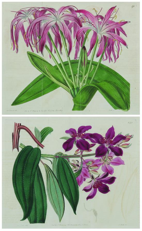 Appraisal: AFTER SYDENHAM TEAST EDWARDS British - Botanicals Eight hand-colored engravings