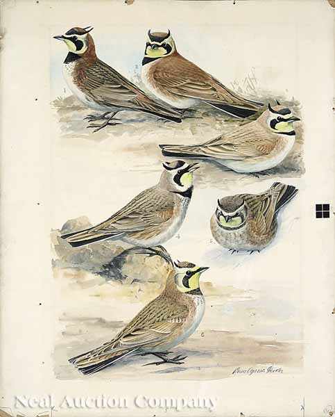 Appraisal: Louis Agassiz Fuertes American - Horned Larks Island Ruddy Bleached