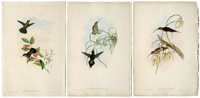 Appraisal: Gould and Richter prints from the monograph of The Trochilidae