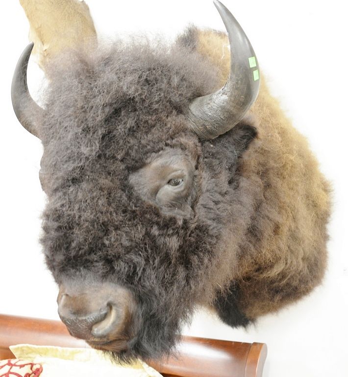 Appraisal: American Bison taxidermy shoulder mount dp in American Bison taxidermy