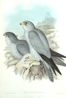 Appraisal: John Gould - Falco Hypoleucus Grey Falcon lithograph plate no