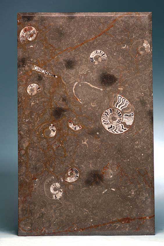 Appraisal: LARGE NATURAL AMMONITE TABLE TOP Morocco This large rectangular table