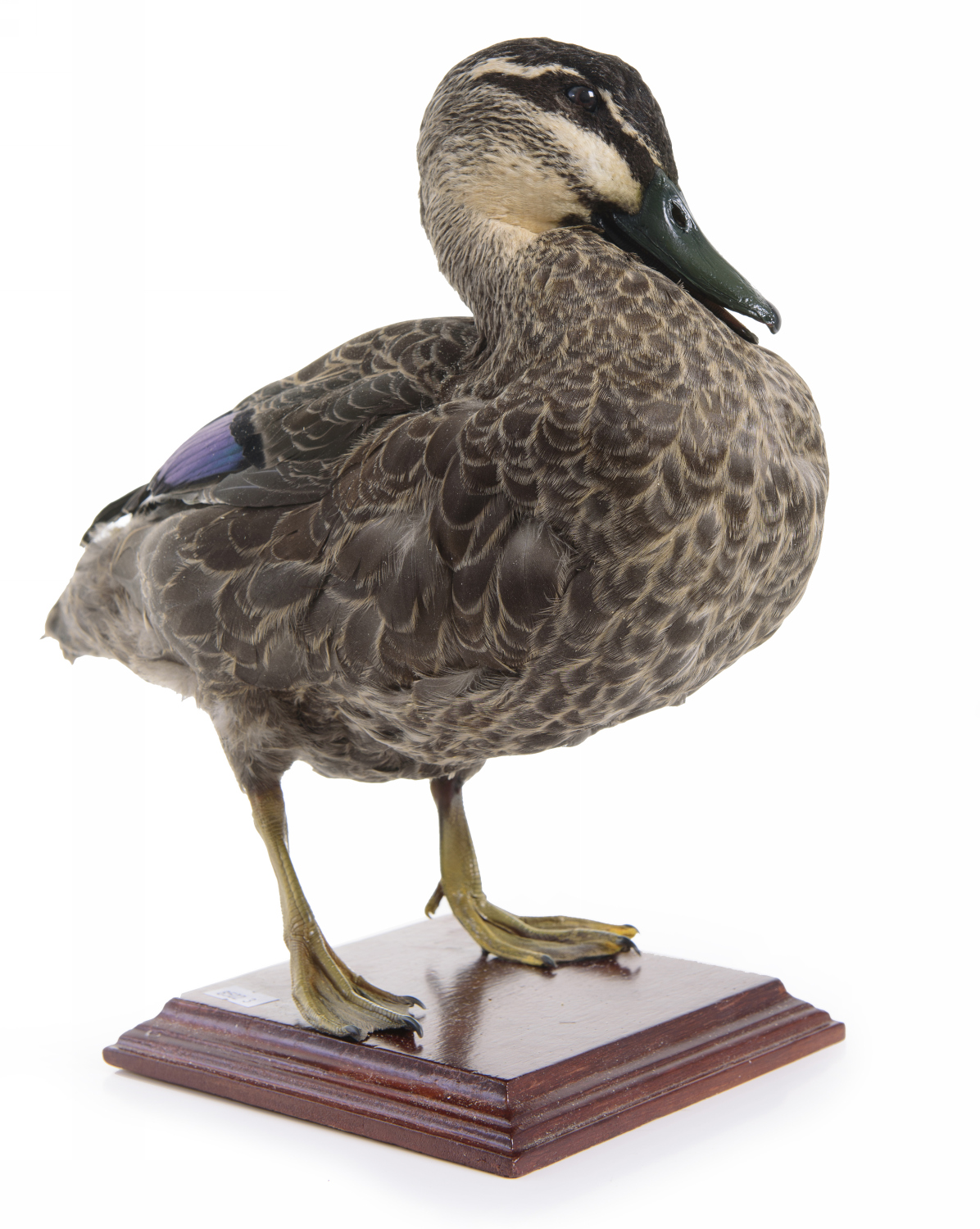 Appraisal: TAXIDERMIED PACIFIC BLACK DUCK