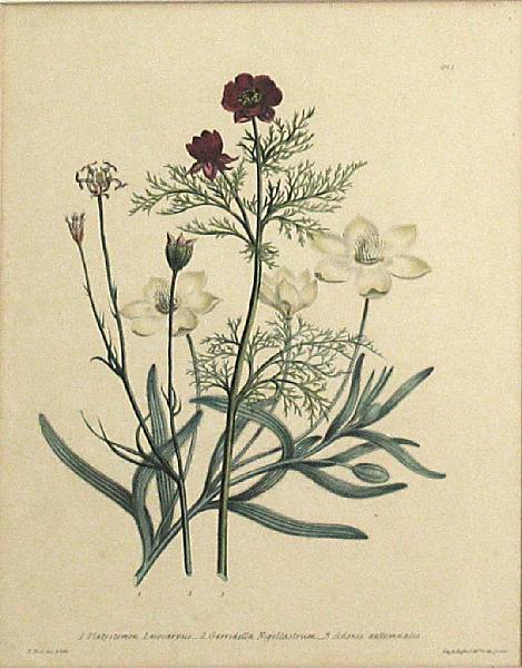 Appraisal: Jane Loudon British - Botanical Plates c Color lithographs on