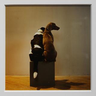 Appraisal: Color Photograph William Wegman William Wegman American born On the