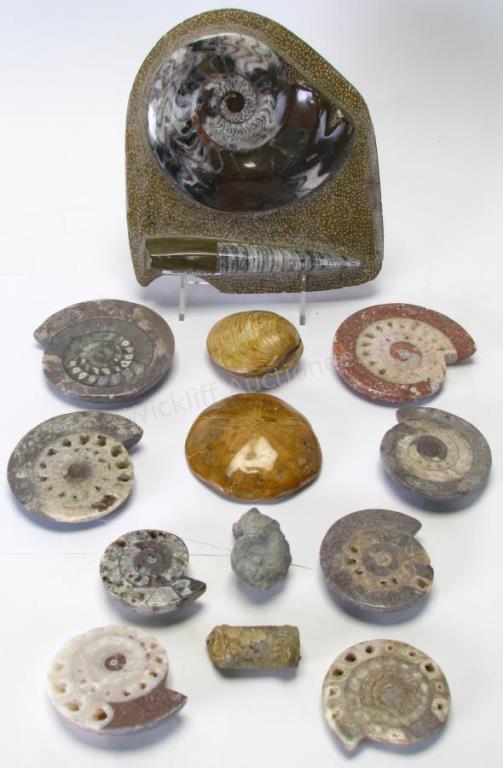 Appraisal: Group of Polished Fossils Ammonite total including polished Orthoceras and