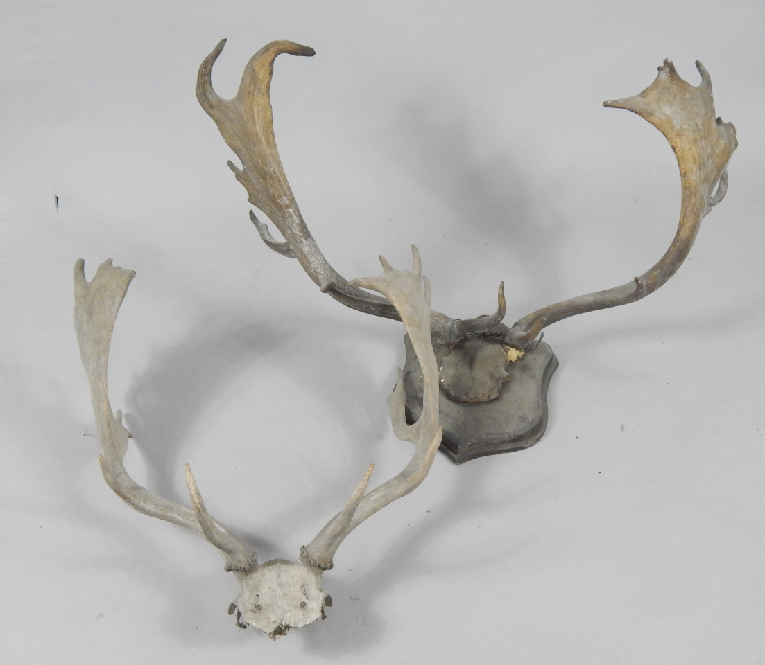 Appraisal: Taxidermy two pairs of moose antlers one shield mounted