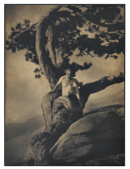 Appraisal: BRIGMAN ANNE - Untitled nude in tree Warm-toned silver print