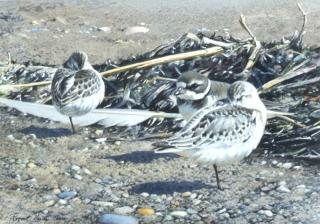 Appraisal: Robert Verity Clem - Sanderlings and Piping Plover signed Robert