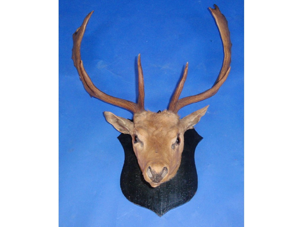 Appraisal: Taxidermy A mounted stags head