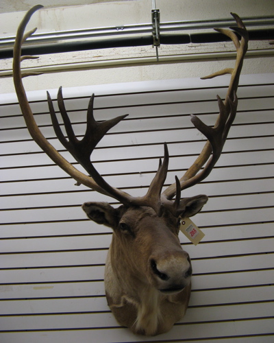 Appraisal: ALASKAN CARIBOU TROPHY HEAD MOUNT with antlers