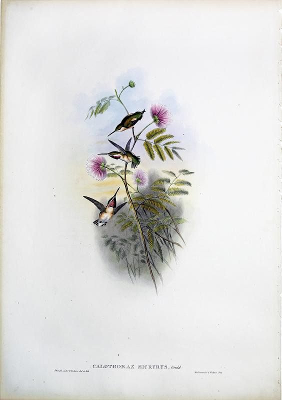 Appraisal: Beautiful Hand Colored Lithographs of Hummingbirds by Gould Calothorax Micrurus