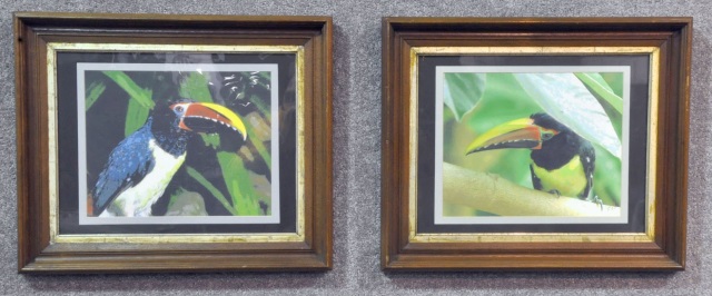 Appraisal: Pair of Toucan PhotographsIn period walnut frames with gilt liners