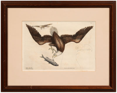 Appraisal: Mark Catesby etching British - The Whiteheaded Eagle Aquila Capite