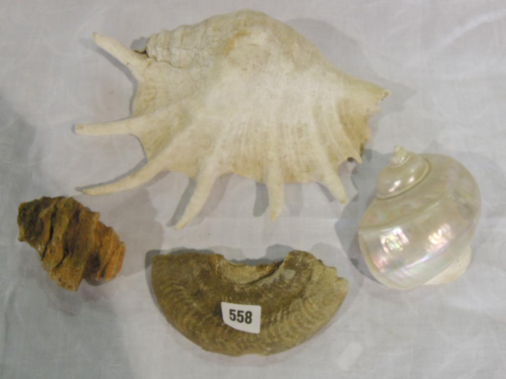 Appraisal: A collection of exotic worldwide shells and a collection of