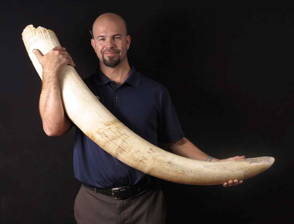 Appraisal: POUND COMPLETE ELEPHANT IVORY TUSK Complete and uncarved approx ''