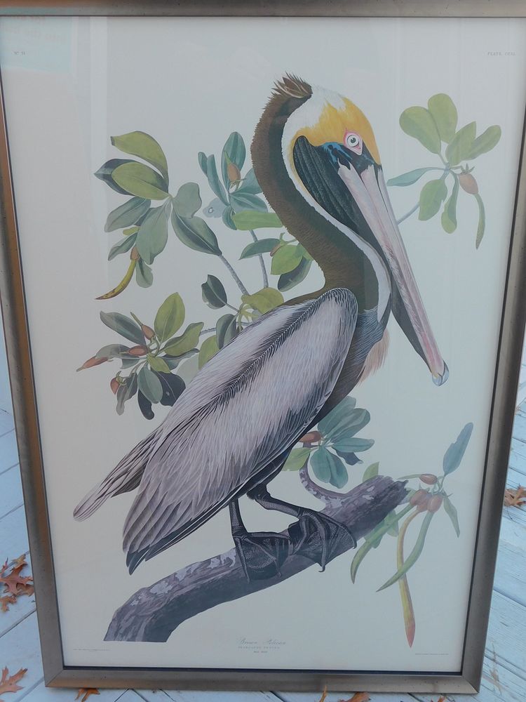 Appraisal: LTD ED AUDUBON PRINT - BROWN PELICAN Large limited edition