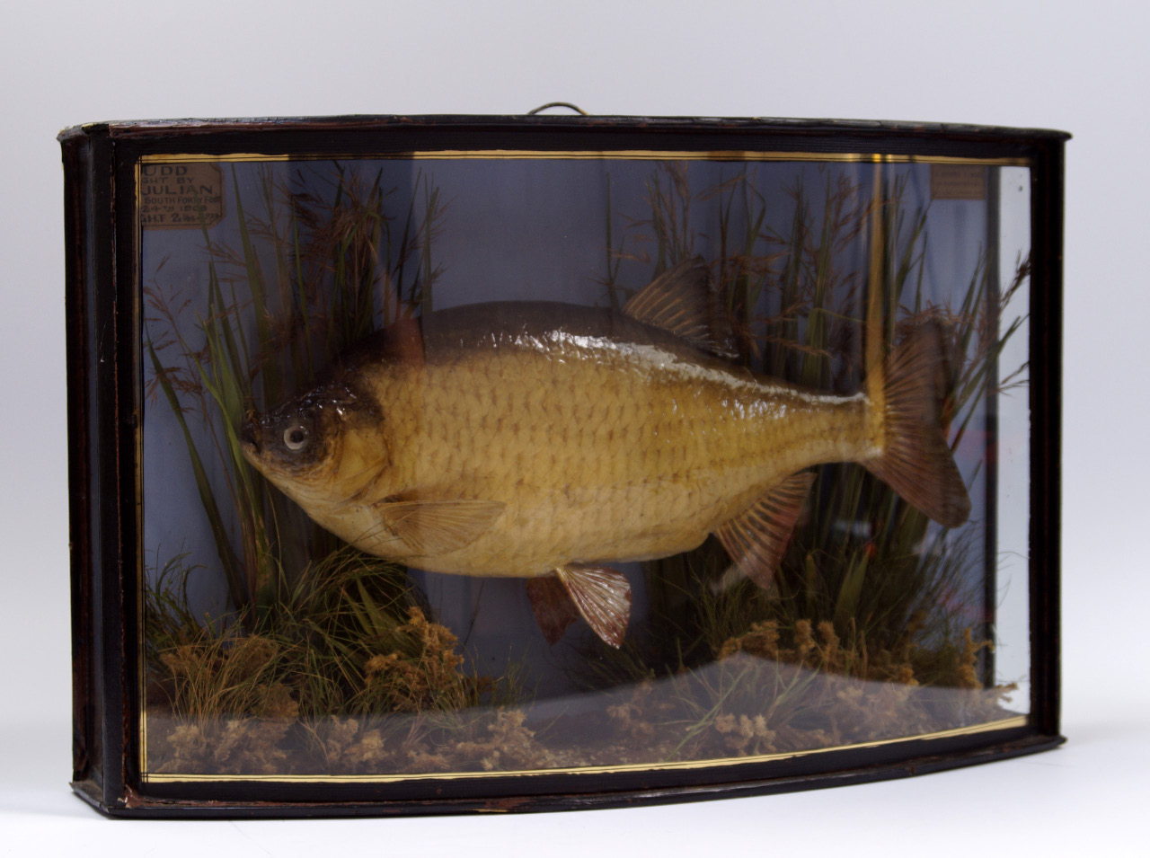 Appraisal: A taxidermy specimen of a rudd preserved by J Cooper