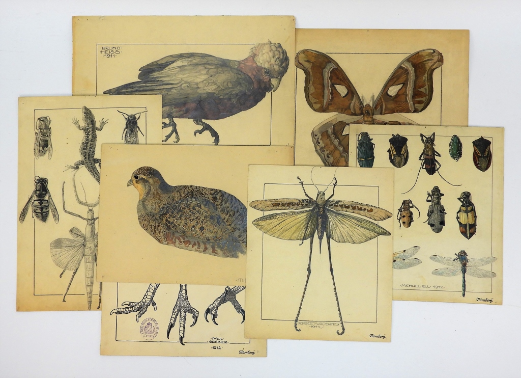 Appraisal: GERMAN AVIAN AND INSECT FIGURE STUDY DRAWINGS Germany - Includes