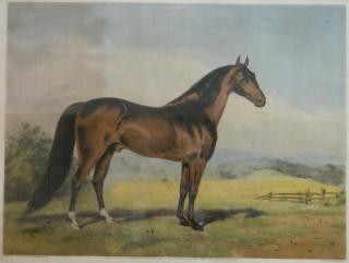 Appraisal: Endicott Co lithograph Endicott Co - ''Hambletonian''- hand-colored lithograph after