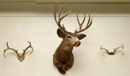 Appraisal: Stag's Head Together with two pairs of antlers