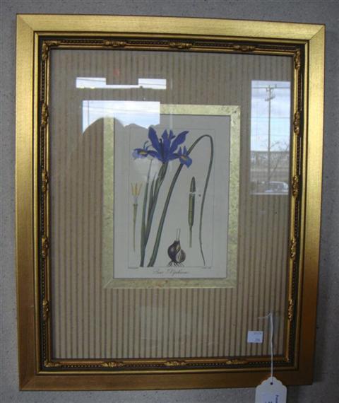 Appraisal: IRIS Color print x in sight Framed Provenance ANTIQUE CONTEMPORARY