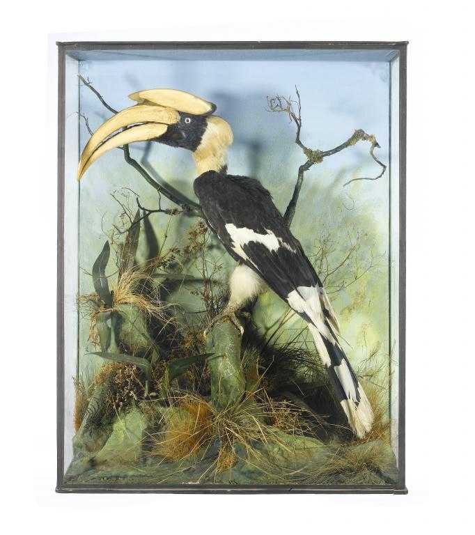 Appraisal: TAXIDERMY GREAT HORNBILL BUCEROS BICORNIS perched on a branch amidst