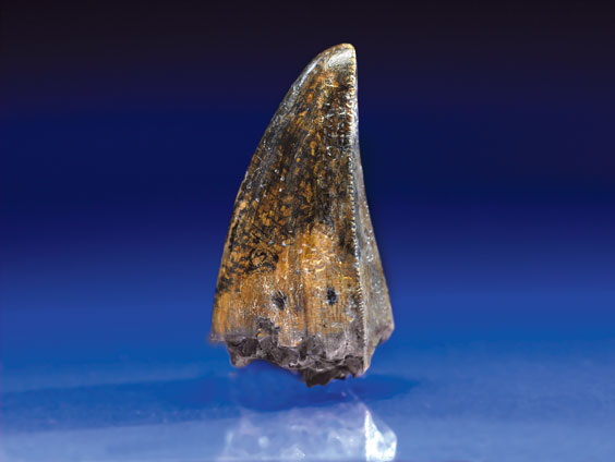 Appraisal: TYRANNOSAURUS REX TOOTH Tyrannosaurus rex Cretaceous Hell Creek Formation Montana