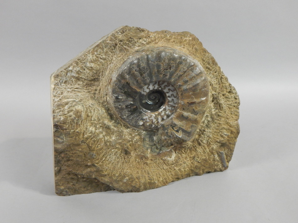 Appraisal: A fossilized ammonite partly polished by repute from the Scunthorpe