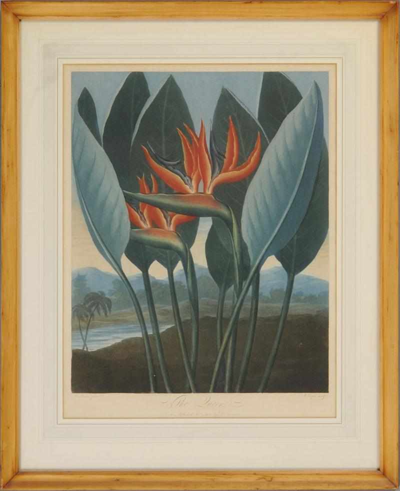 Appraisal: ROBERT JOHN THORNTON - THE QUEEN OF FLOWERS Aquatint in