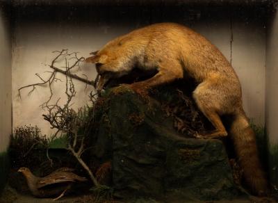 Appraisal: Taxidermy study of a fox and partridge in a naturalistic