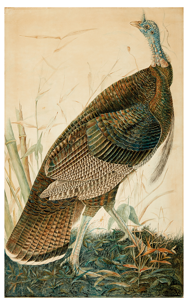 Appraisal: AUDUBON JOHN JAMES after Wild Turkey Male Impressive watercolor and