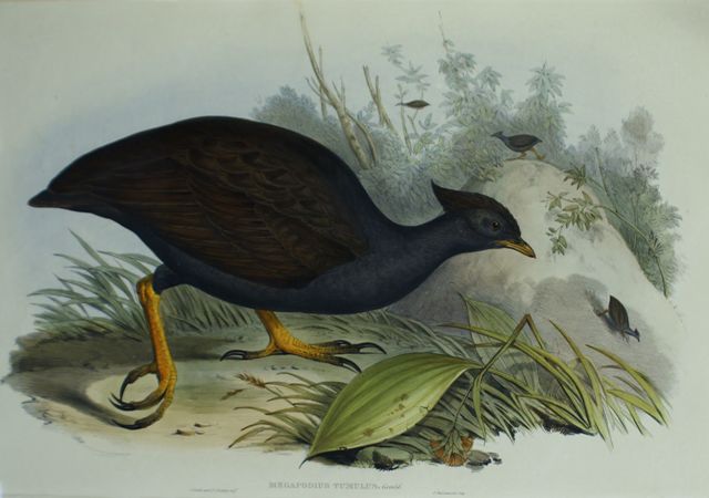 Appraisal: Mound-raising Megapode Megapodius Tumulus