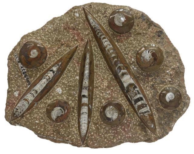 Appraisal: Large polished fossil plate in stone matrix with three orthoceras