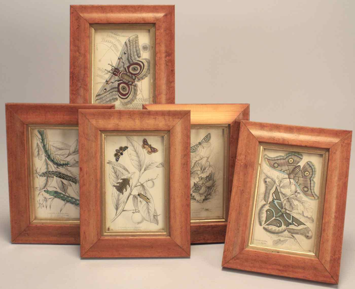 Appraisal: GROUP OF FIVE FRAMED HAND-COLORED BUTTERFLY PRINTSEnglish th CenturyIn maple