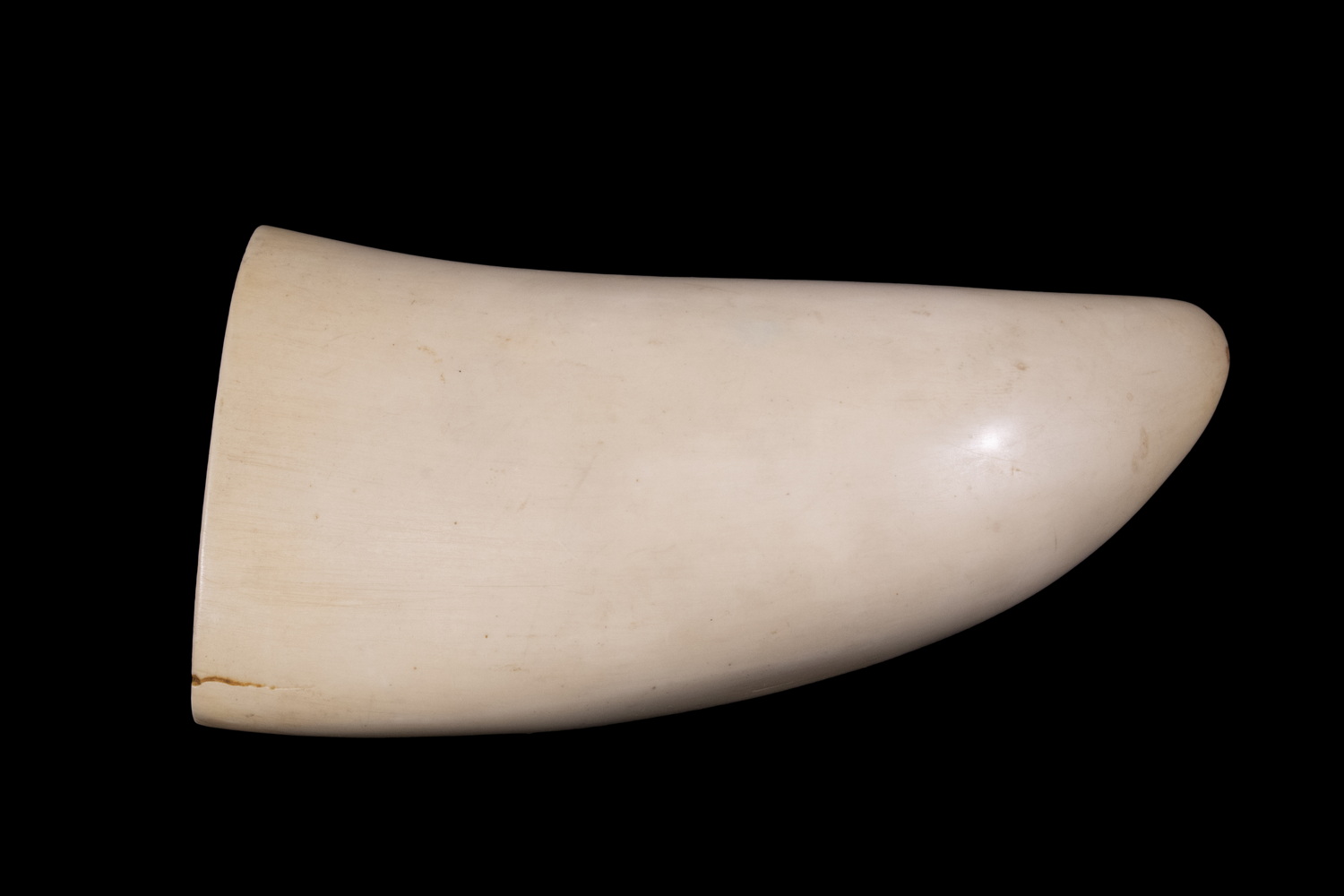 Appraisal: BLANK SCRIMSHAW WHALE'S TOOTH NORTH AMERICA TH C Polished Sperm