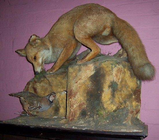 Appraisal: A large taxidermy specimen a fox ready to pounce on