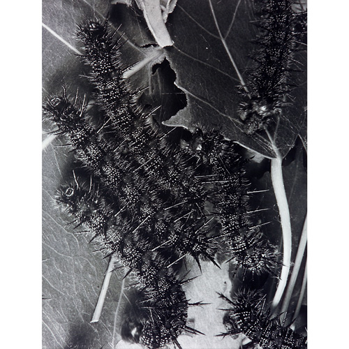 Appraisal: Margaret Bourke-White American - Untitled Silk Worms ca silver gelatin