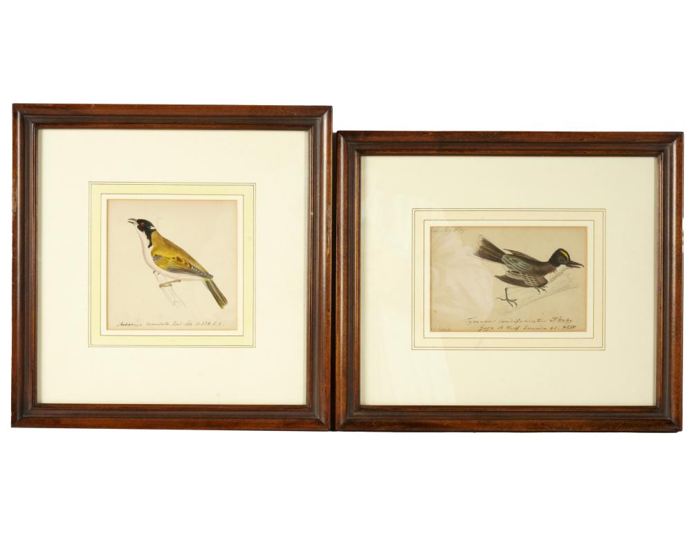 Appraisal: ATTRIB TO HEINRICH RUCHENBACH - TWO BIRD STUDIESwatercolor ink and