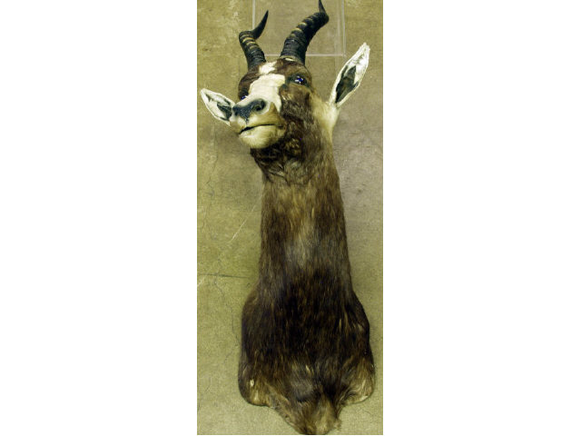 Appraisal: Spring Buck Trophy mount Estimate -